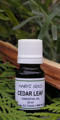 Cedar Leaf - 10 ml