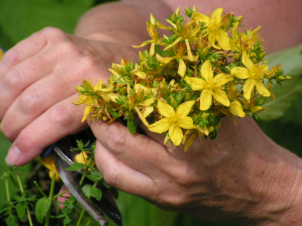 St. John's Wort Oil (Hypericum)