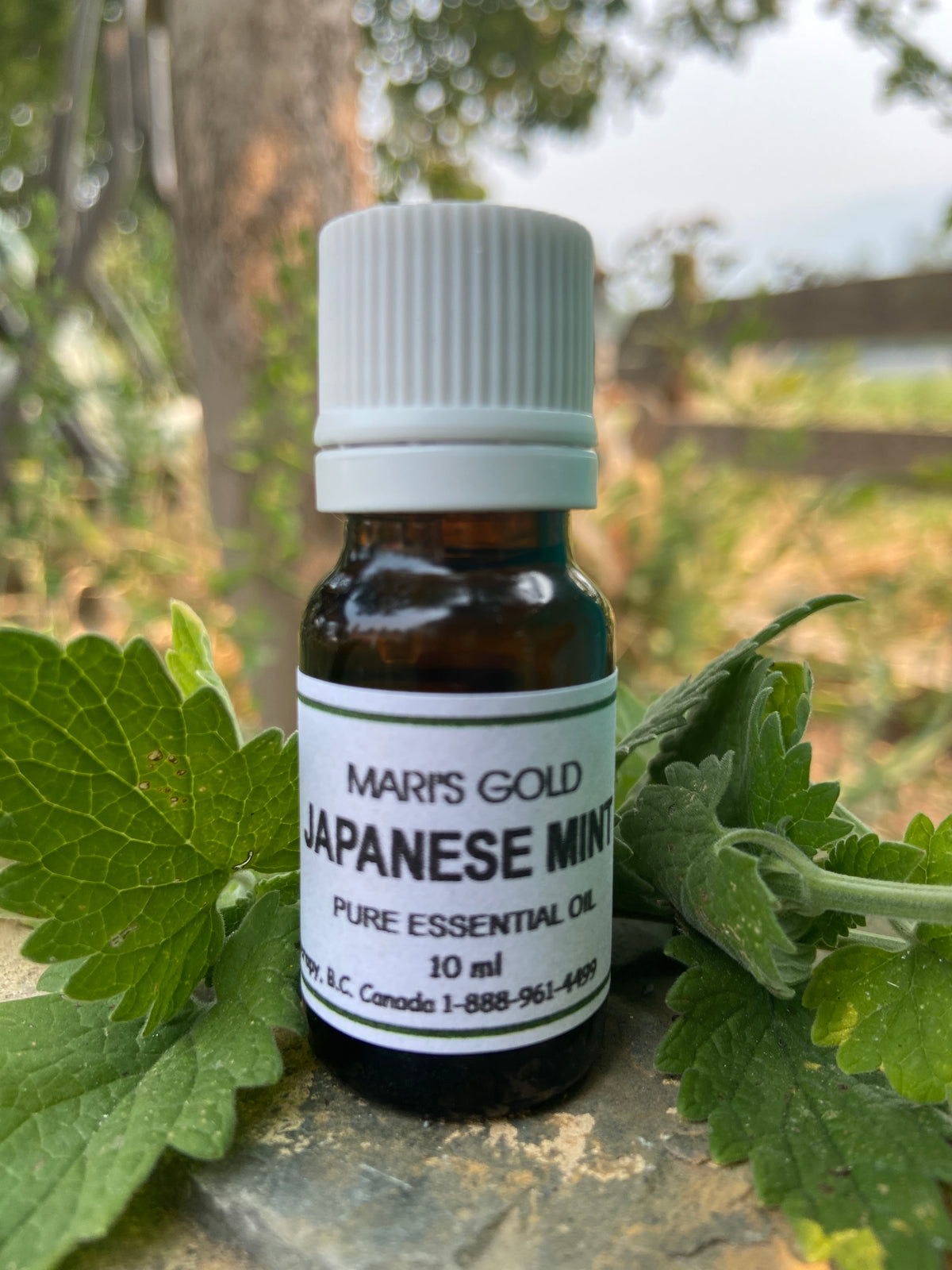 Japanese Mint Oil - 10 ml