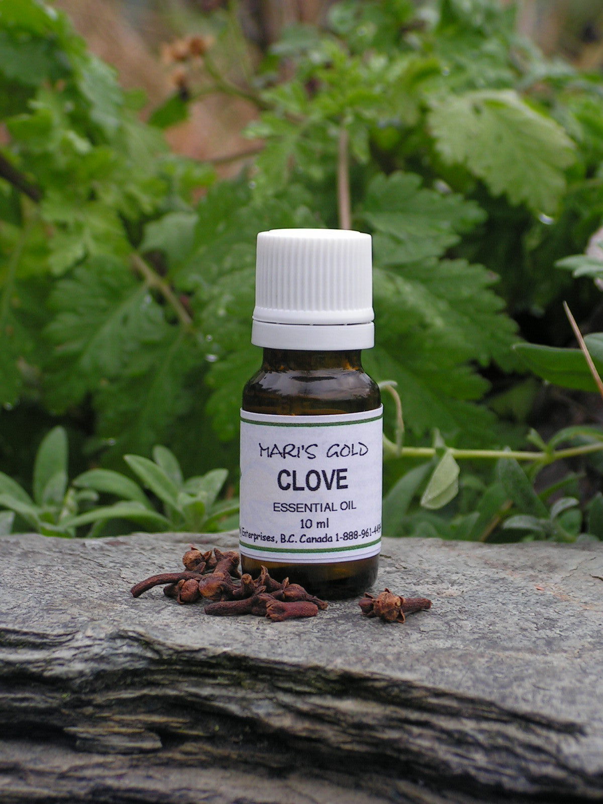 Clove - 10 ml