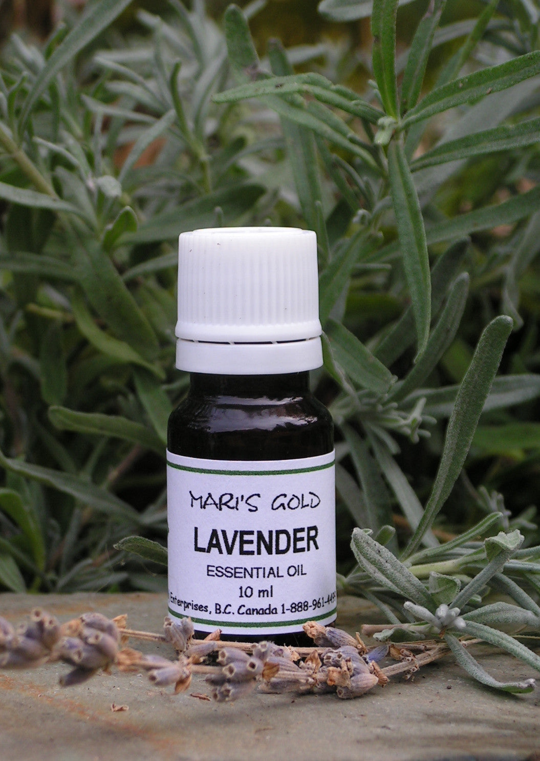 Lavender - 10 ml