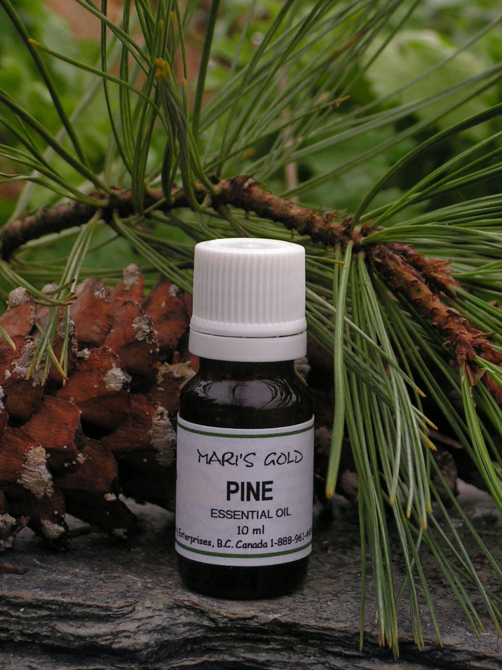 Pine (Balsam Fir) - 10 ml