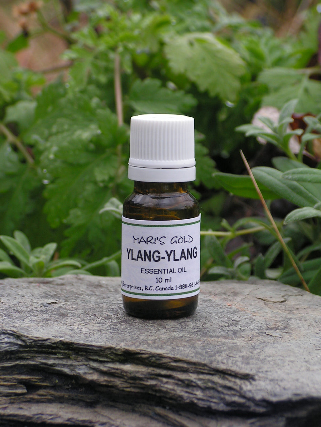Ylang-Ylang - 10 ml